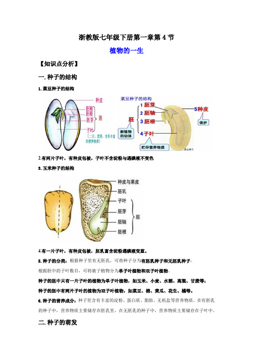 1.4植物的一生(讲义)