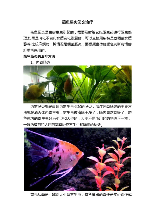 燕鱼肠炎怎么治疗