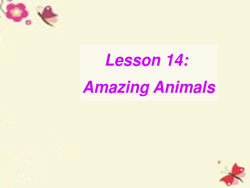 冀教版英语八下Unit 3《lesson 14 Amazing Animals》ppt课件