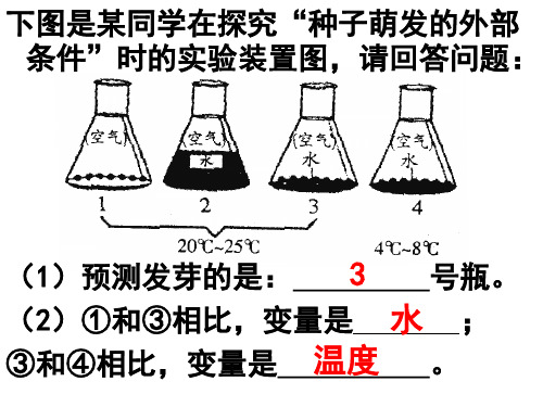 初中生物课件—种子的萌发实验