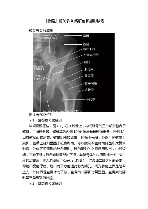 「收藏」髋关节X线解剖和摄影技巧