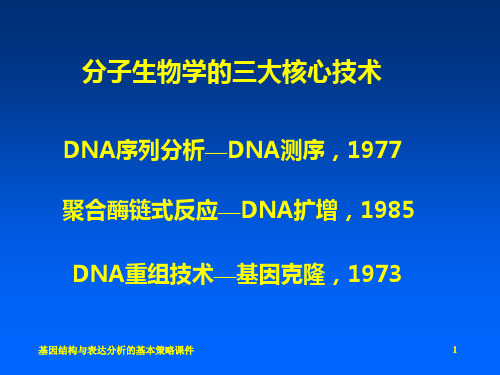 基因结构与表达分析的基本策略课件