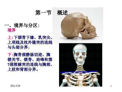 颈部解剖知识