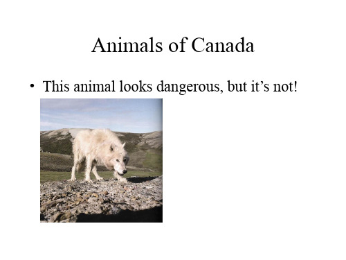 Animals_of_Canada