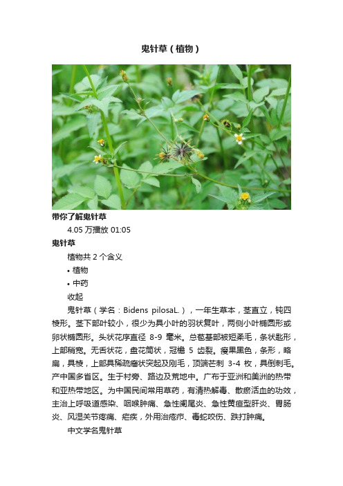 鬼针草（植物）