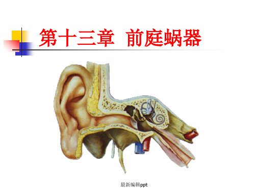 前庭蜗器 解剖知识ppt课件