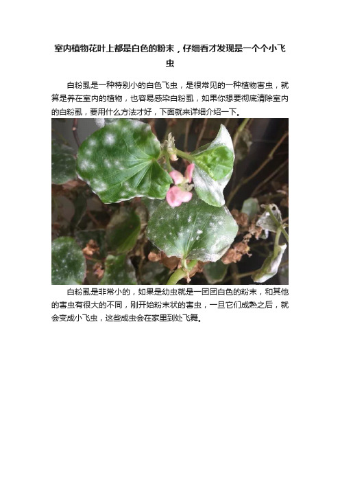 室内植物花叶上都是白色的粉末，仔细看才发现是一个个小飞虫