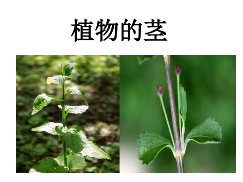 青岛版小学科学新三年级上册科学《植物的茎》课件(11PPT)