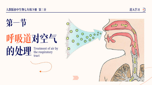 呼吸道对空气的处理  课件