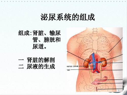 肾脏解剖ppt课件