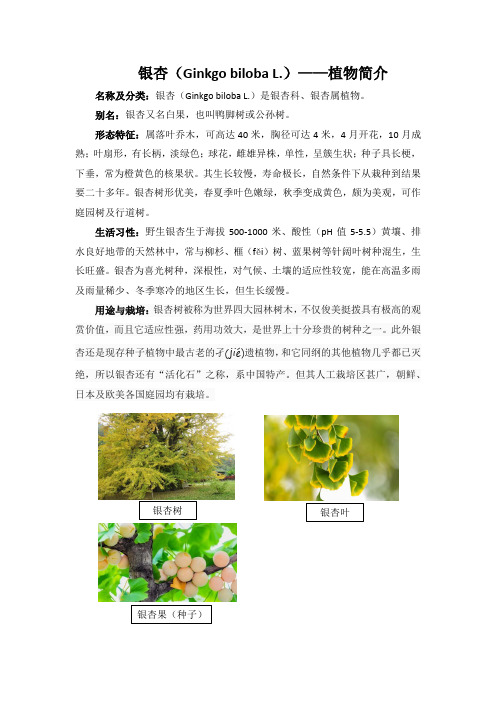 银杏植物简介——文稿