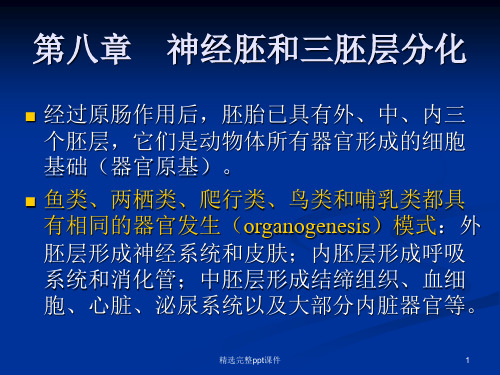 发育生物学第八章 神经胚和三胚层分化