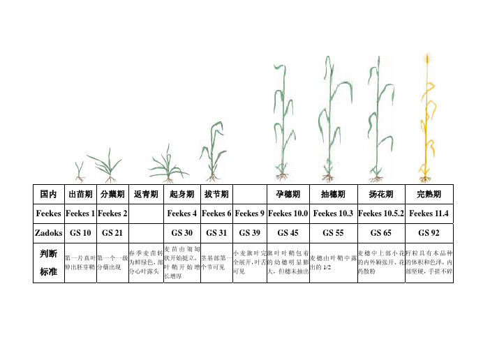 小麦的生育时期判定