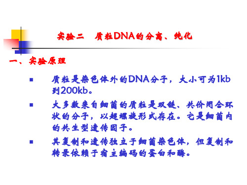 质粒DNA-煮沸法