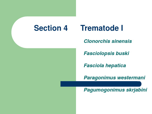 寄生虫学英文课件：Experiment of trematode