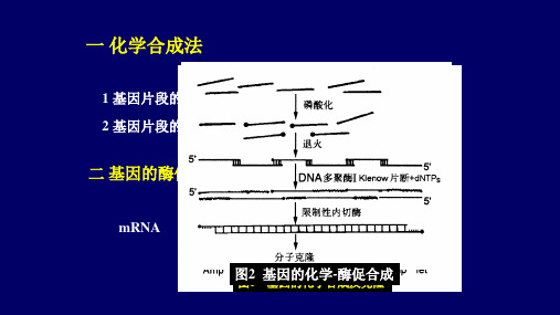 第三章--基因工程目的基因的获取分离-幻灯片(1)