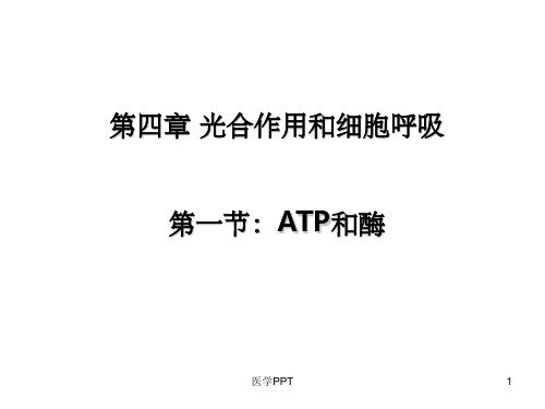 《ATP和酶》PPT课件 (2)