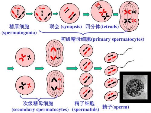 【高中生物】减数分裂和受精作用ppt21