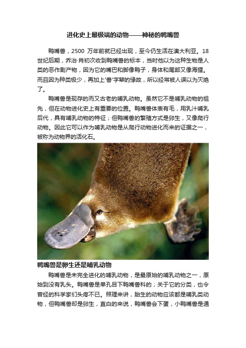 进化史上最极端的动物——神秘的鸭嘴兽