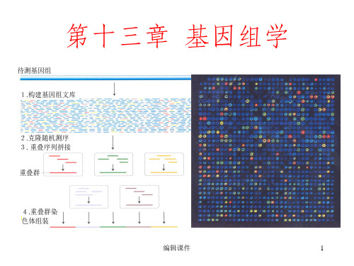 遗传学ppt课件