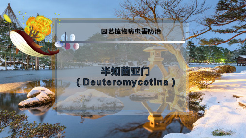 半知菌亚门(Deuteromycotina)