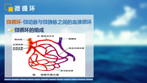 8.7613.微循环生理学课件