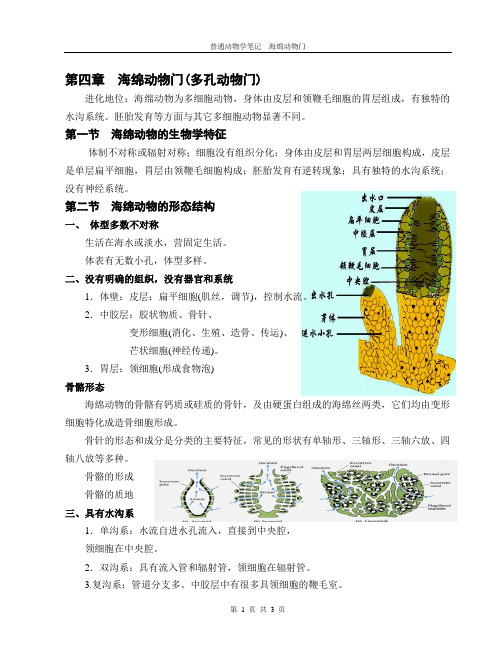 05海绵动物门