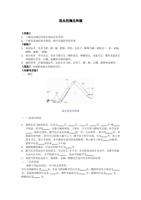 昆虫的胸足和翅