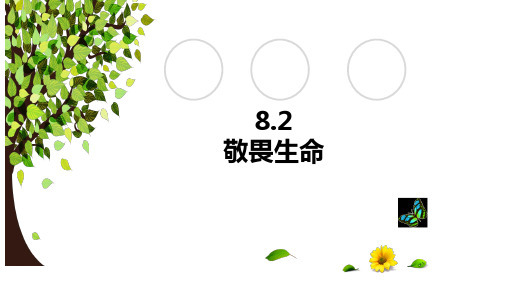 8.2敬畏生命课件 (共28张PPT)