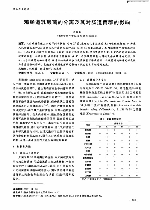 鸡肠道乳酸菌的分离及其对肠道菌群的影响