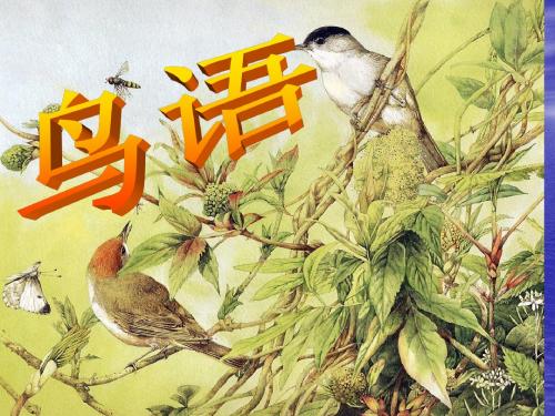 《鸟语》课件
