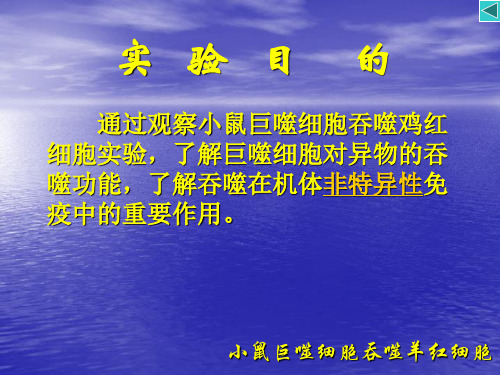 小鼠巨噬细胞吞噬鸡红细胞细胞生物学实验