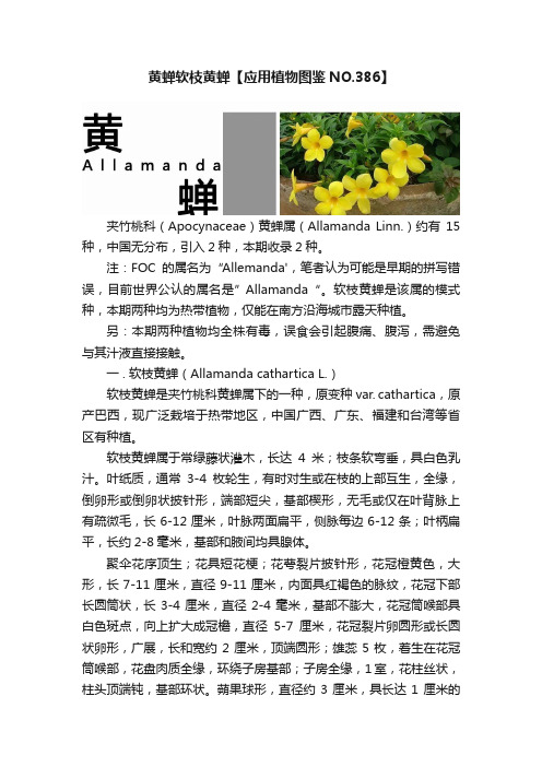 黄蝉软枝黄蝉【应用植物图鉴NO.386】