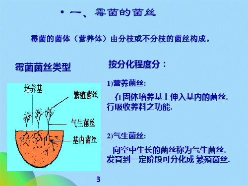 微生物 第三章真核微生物的形态构造和功能(共48张PPT)