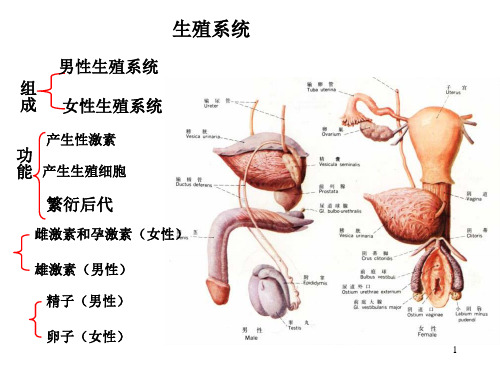 人体解剖之男性生殖系统