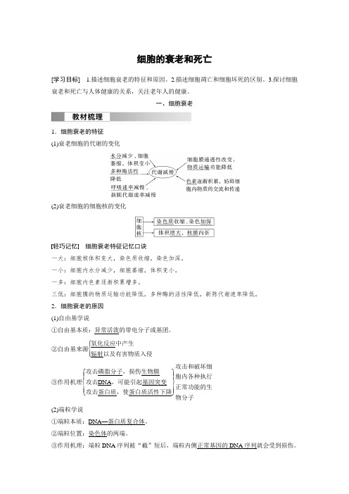 高中生物新教材必修第一册教案讲义：细胞的衰老和死亡