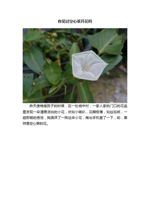 你见过空心菜开花吗