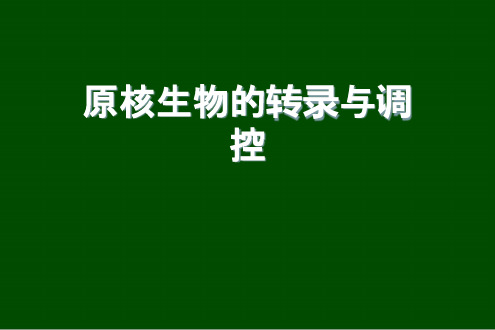 原核生物的转录与调控