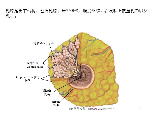 乳腺解剖PPT课件