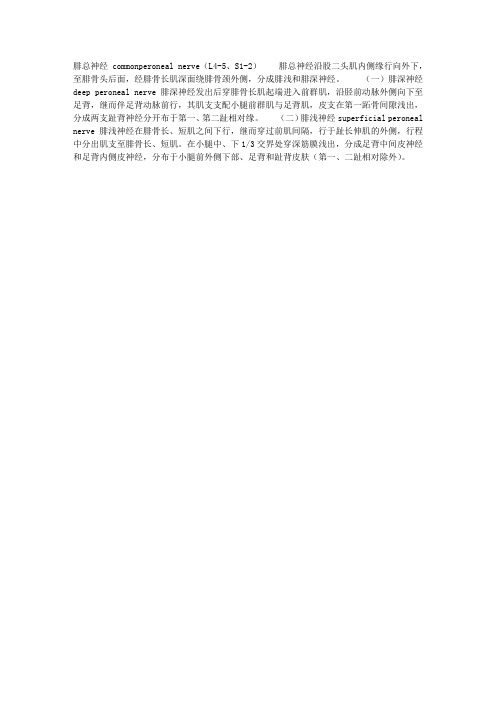 腓总神经的结构与解剖学简述