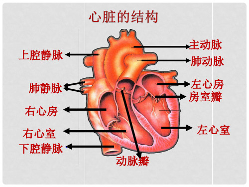 山东省淄博市高青县第三中学八年级生物上册 第四章 心脏和血液循环复习课件 鲁科版