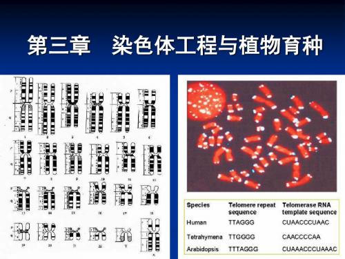 染色体工程与植物育种-119页精品文档