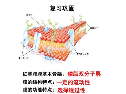 必修一  第四章 第三节 物质跨膜运输的方式