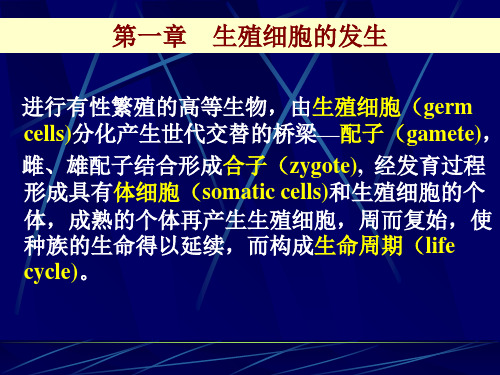 第1章生殖细胞发生newppt课件