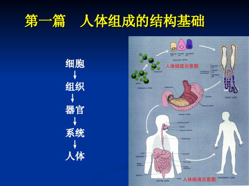 运动解剖学1细胞