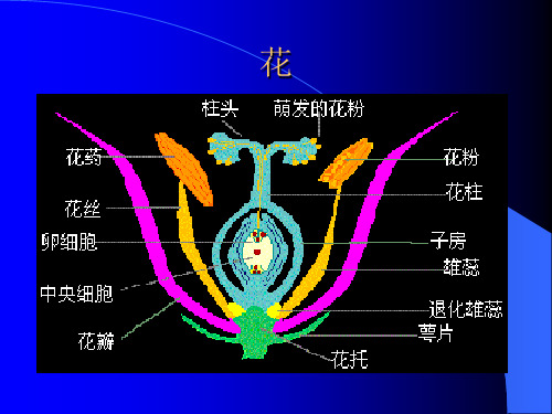 花的结构