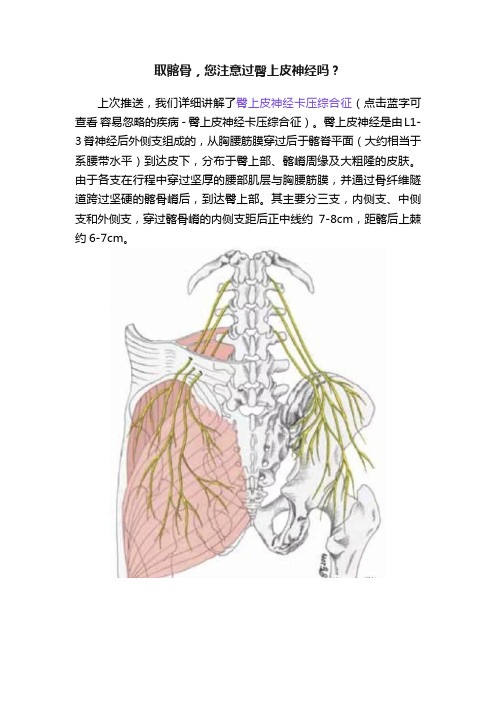 取髂骨，您注意过臀上皮神经吗？