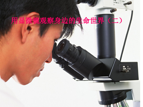 六年级下册科学课件1.6 用显微镜观察身边的生命世界(二) ｜教科版(共14张PPT)
