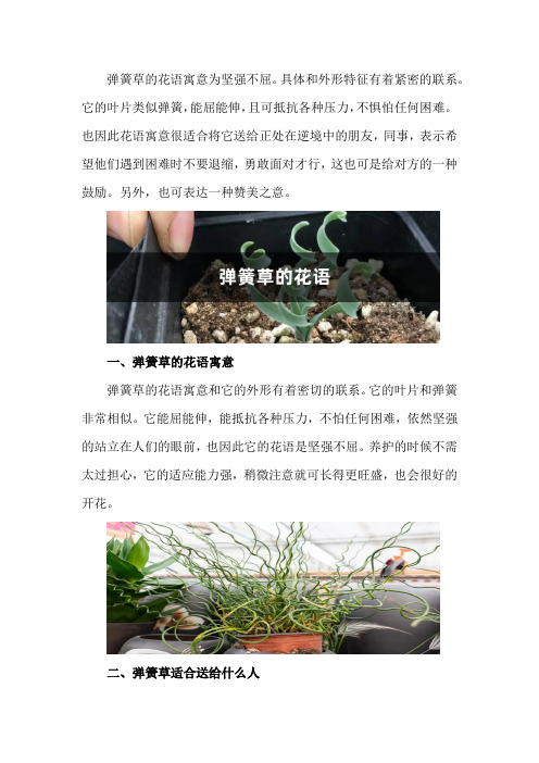 弹簧草的花语和寓意,适合送给什么人