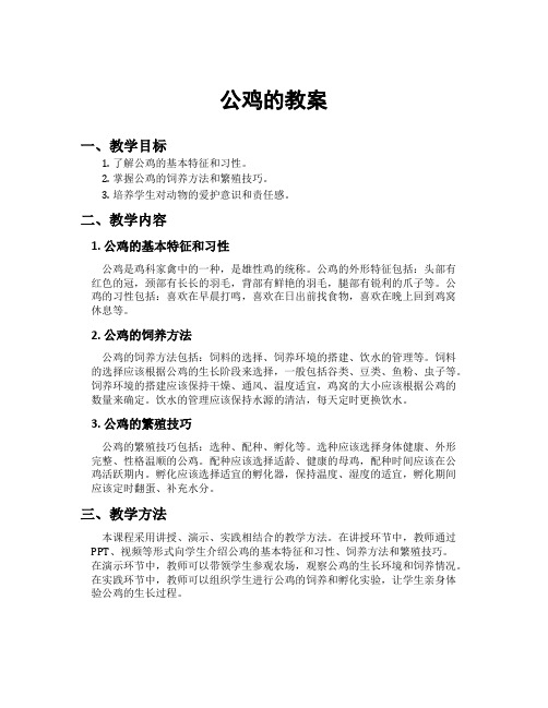 公鸡的教案